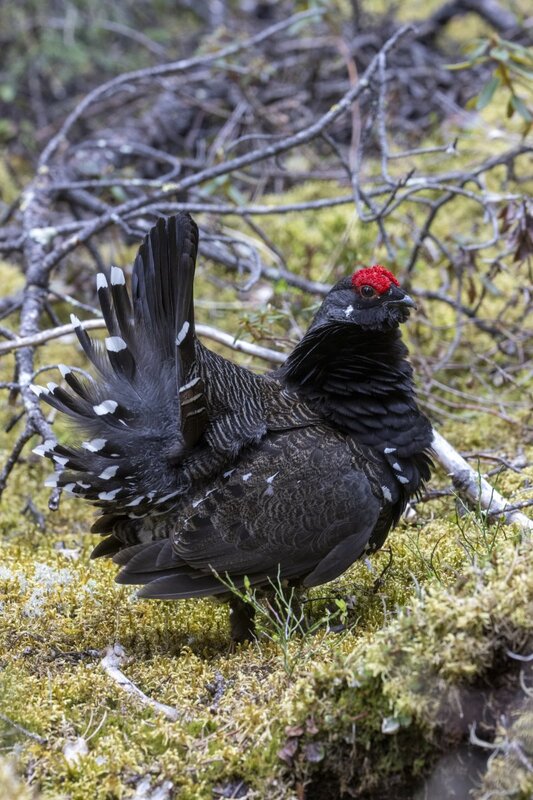 sprucegrouse2402.jpg