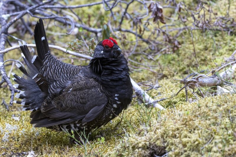 sprucegrouse2406.jpg