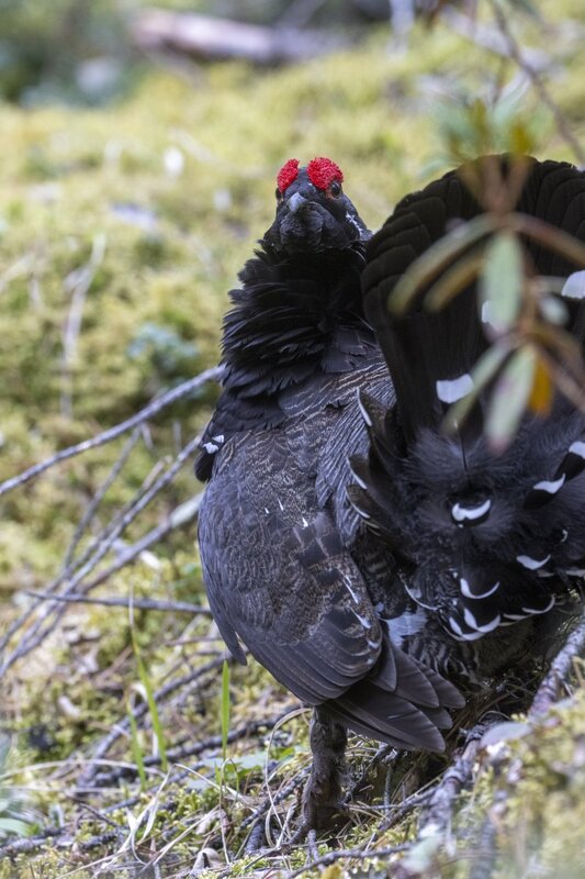sprucegrouse2415.jpg