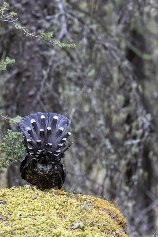 sprucegrouse2417(1).jpg