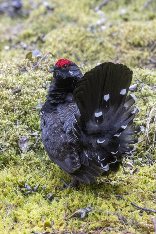 sprucegrouse2418.jpg