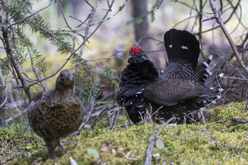 sprucegrouse2424.jpg