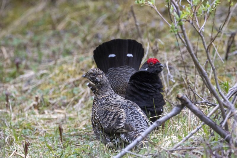 sprucegrouse2432(1).jpg