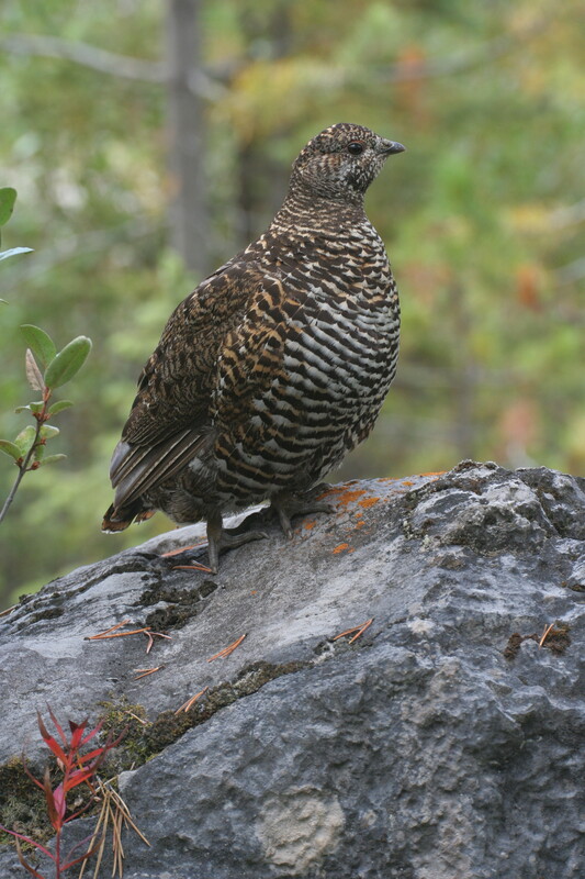 sprucegrouse6978(2).jpg :: Spruce grouse