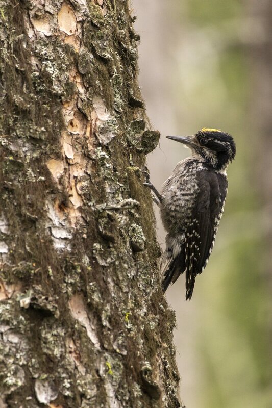 threetoedwoodpecker2175(1).jpg