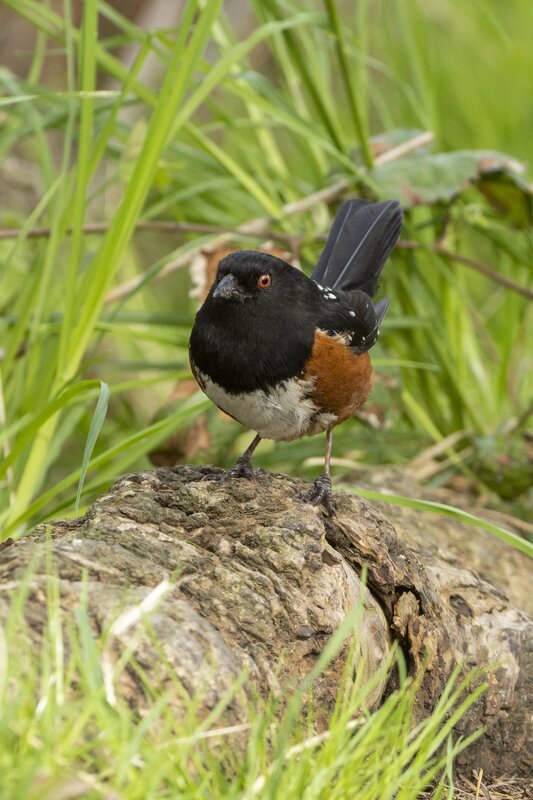 towhee-3483.jpg