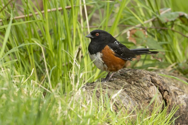 towhee-3487.jpg