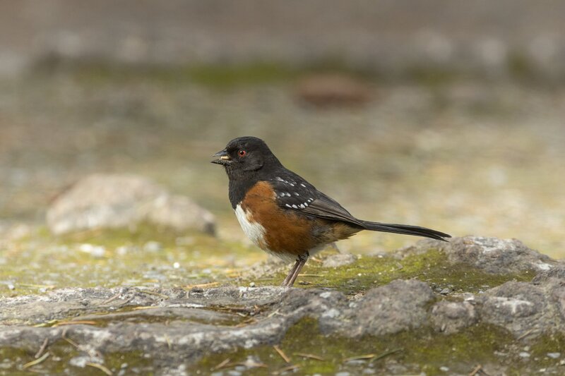 towhee-3528.jpg
