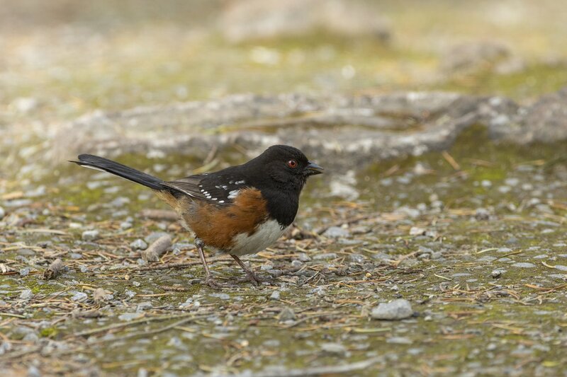 towhee-3530.jpg
