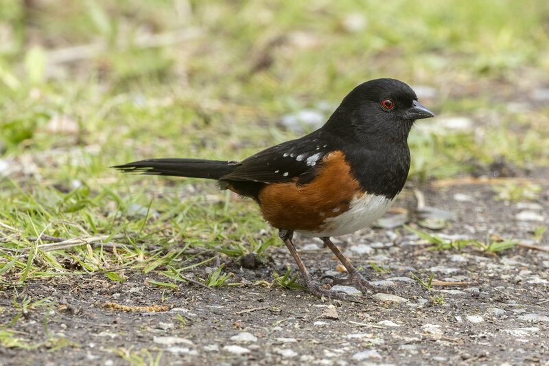 towhee-3656.jpg