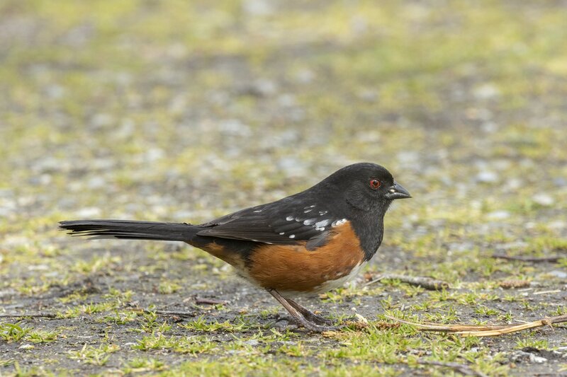 towhee-3659.jpg