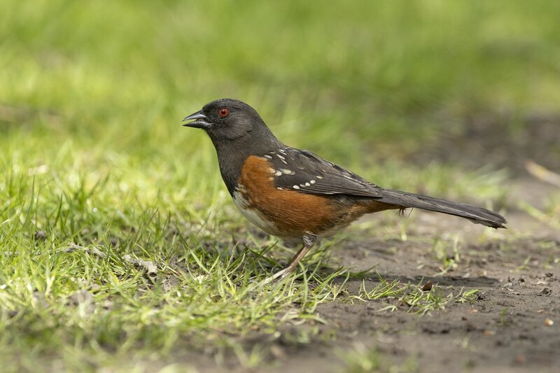 towhee-3879.jpg