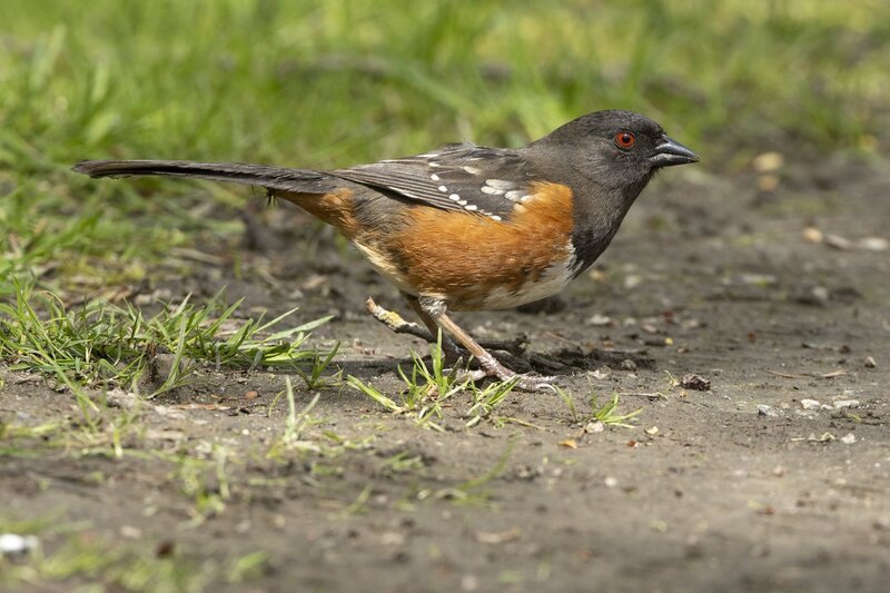 towhee-3887.jpg