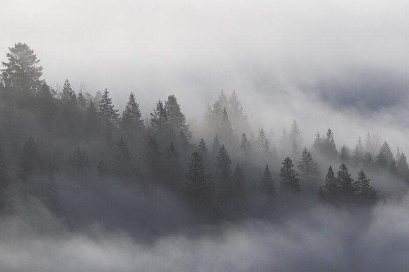 treesfog-1130.jpg