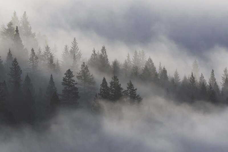 treesfog-1133.jpg