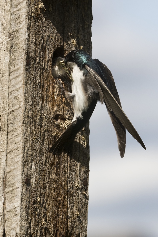treeswallow-0090.jpg