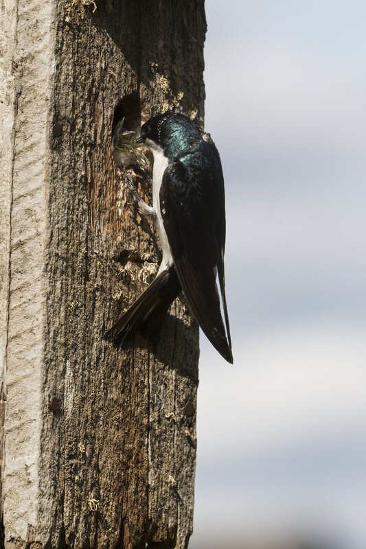 treeswallow-0094.jpg