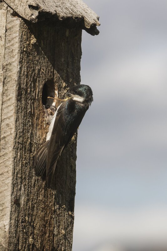treeswallow-2255.jpg