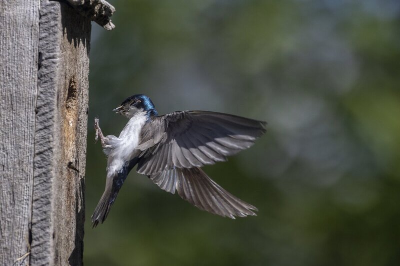 treeswallow0143(1).jpg