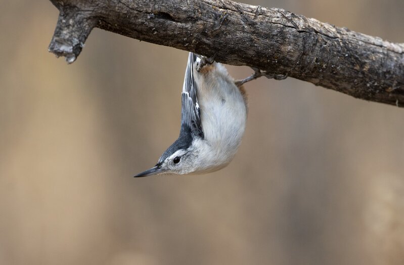 whitebreastednuthatch-9848.jpg :: White-breasted Nuthatch hanging on dead branch
