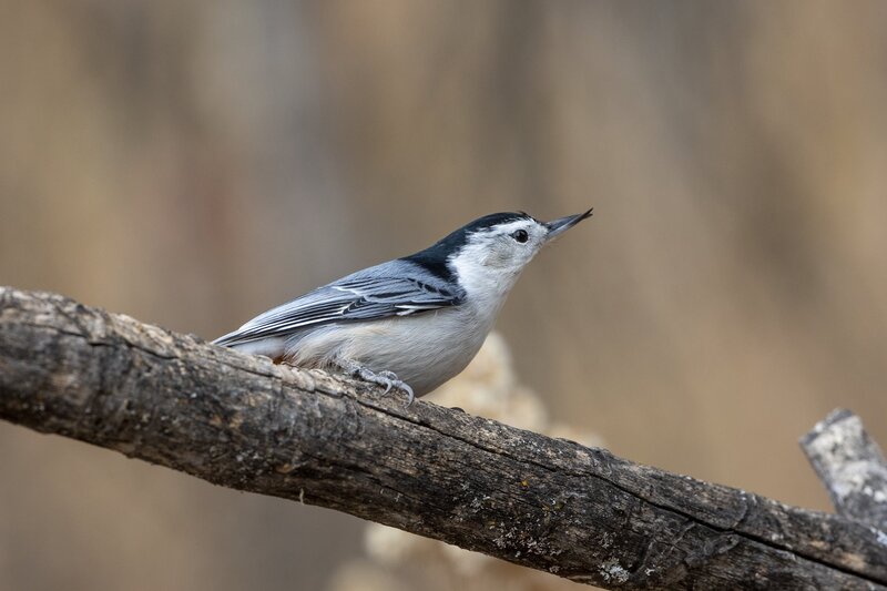 whitebreastednuthatch-9880.jpg :: White-breasted nuthatch on dead branch