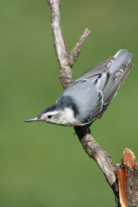 whitebreastednuthatch6274(1).jpg