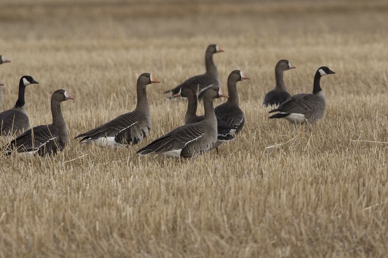 whitefrontedgoose-0044.jpg :: Whitefronted geese in stubble field in spring
