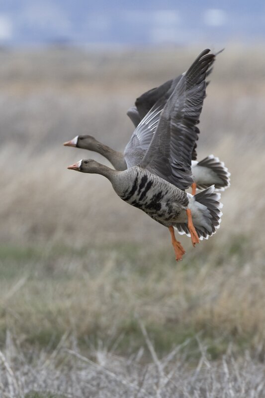 whitefrontedgoose0378(1).jpg