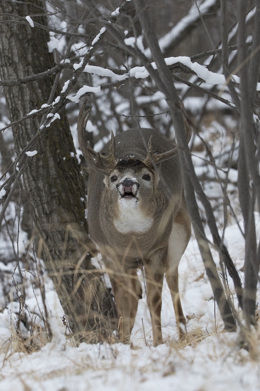 whitetaildeer-6150.jpg :: Whitetail deer buck performs a lipcurl during rut