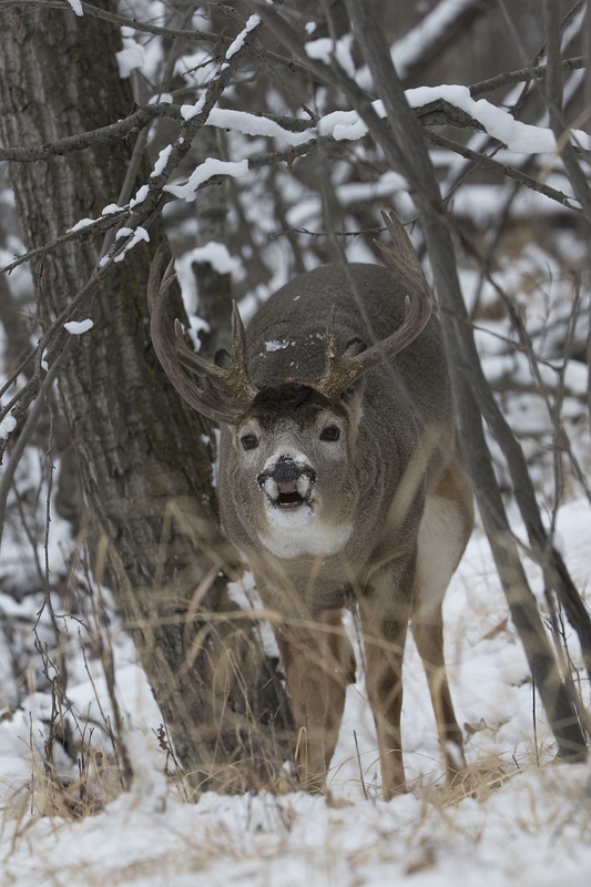 whitetaildeer-6159.jpg :: Whitetail deer buck performs a lipcurl during rut