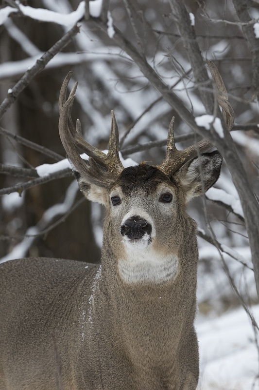 whitetaildeer-6177.jpg :: Non-typical whitetail deer buck in forest  in winter