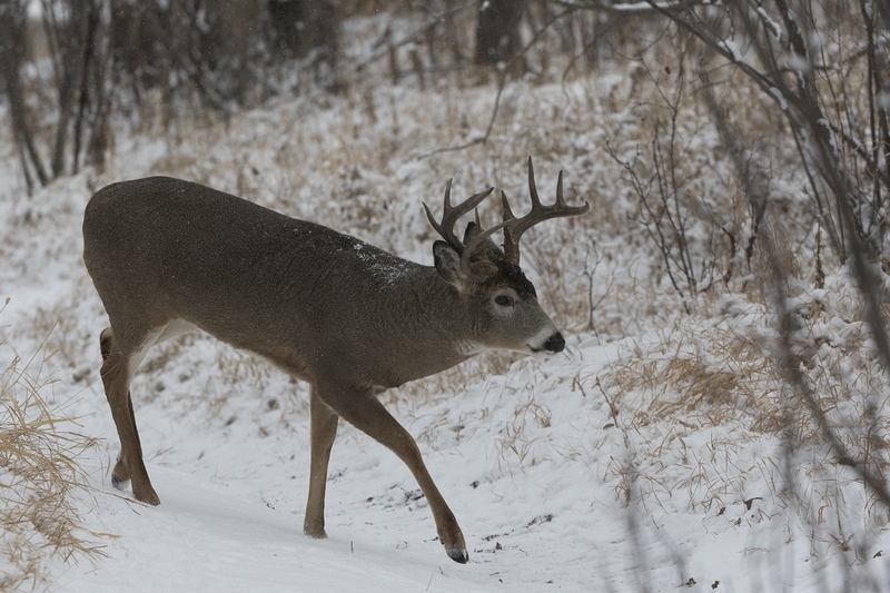 whitetaildeer-6194.jpg :: Whitetail deer buck walk through forest opening in winter