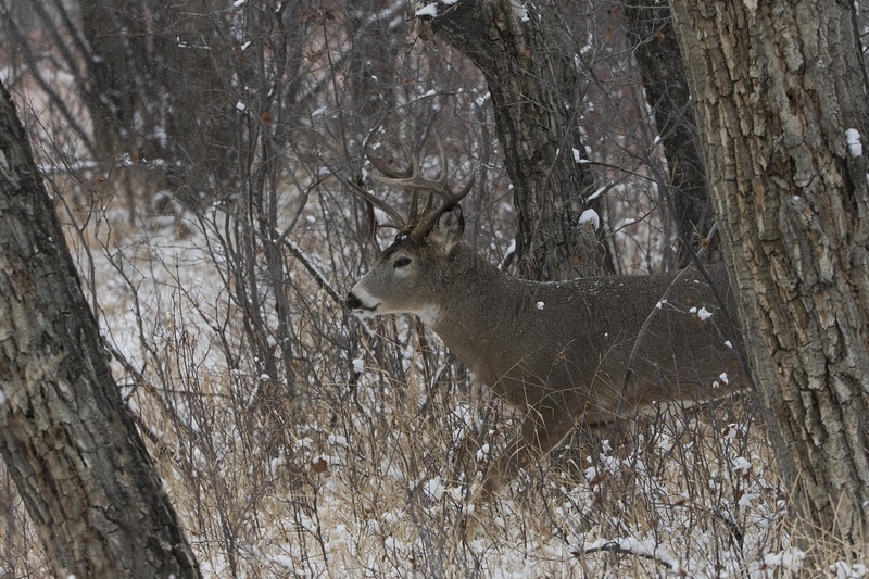 whitetaildeer-6202.jpg :: Whitetail buck deer walks through forest in winter