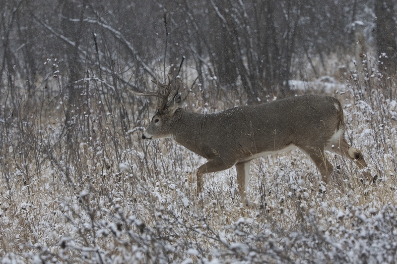 whitetaildeer-6222.jpg :: Whitetail deer buck walks through forest in winter