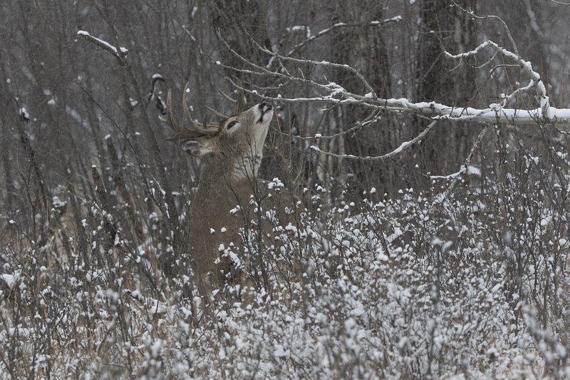 whitetaildeer-6231.jpg :: Whitetail deer buck at licking branch in forest in winter