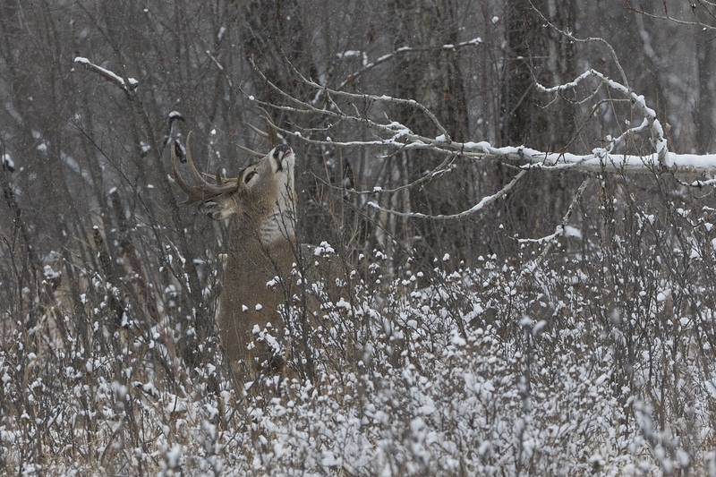 whitetaildeer-6236.jpg :: Whitetail deer buck at licking branch in forest in winter