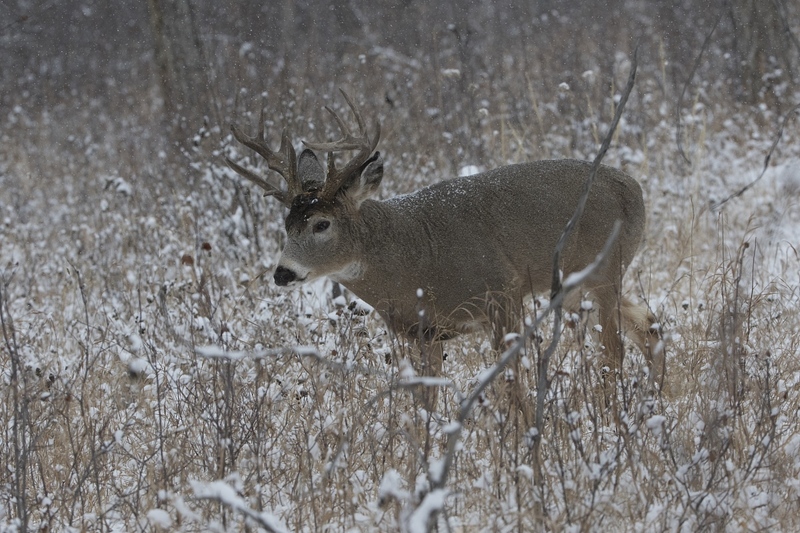 whitetaildeer-6251.jpg :: Whitetail deer buck in forest in winter