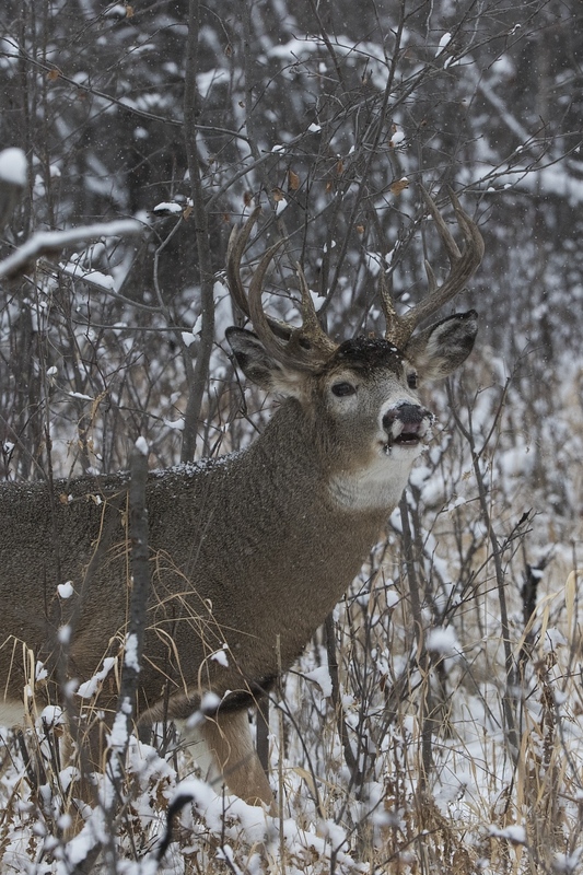 whitetaildeer-6258.jpg :: Whitetail deer buck performing lipcurl in snowy forest