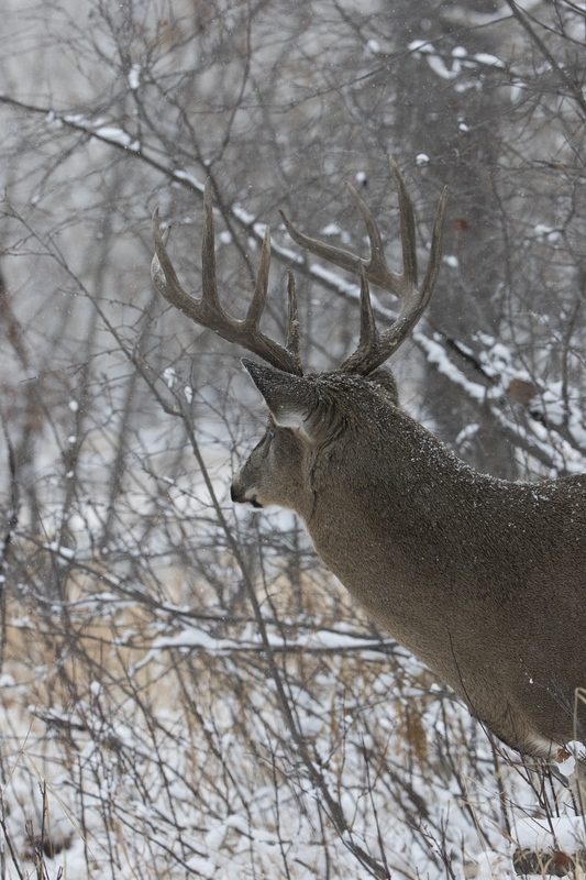 whitetaildeer-6268.jpg :: Whitetail deer buck in snowy forest