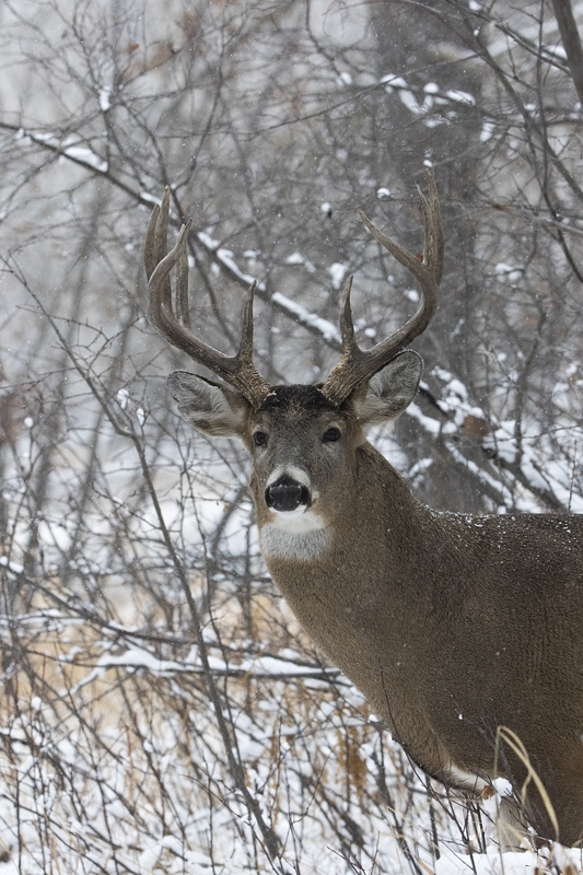 whitetaildeer-6271.jpg :: Portrait of large whitetail deer buck in winter