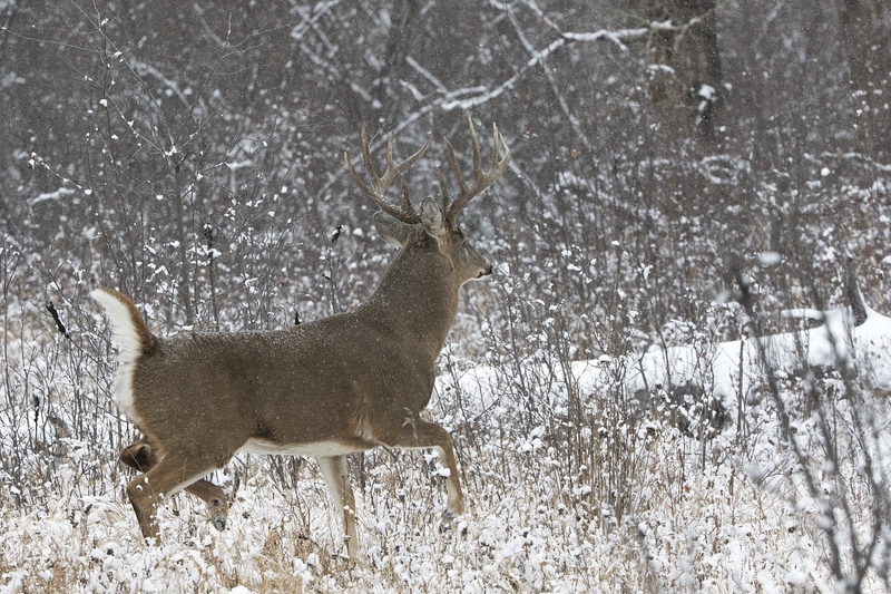 whitetaildeer-6276.jpg :: Large whitetail deer buck walking in snowy forest