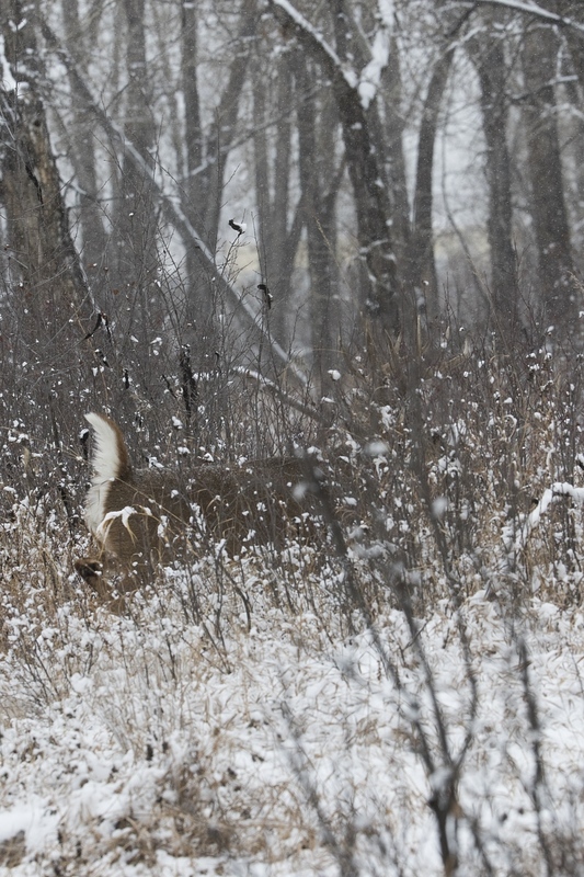 whitetaildeer-6278.jpg :: Large whitetail deer buck running in snowy forest in winter