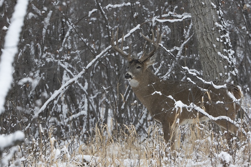 whitetaildeer-6307.jpg :: Large whitetail deer buck stands in snowy forest in winter