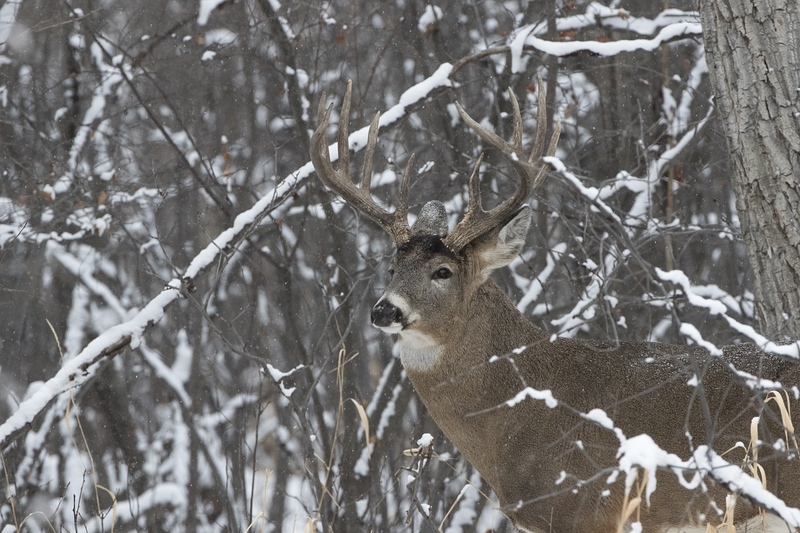 whitetaildeer-6311.jpg :: Large whitetail deer buck in snowy forest in winter
