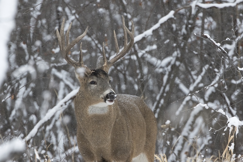 whitetaildeer-6328.jpg :: Large whitetail deer buck in snowy forest in winter