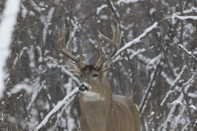 whitetaildeer-6331.jpg :: Large whitetail deer buck in snowy forest in winter