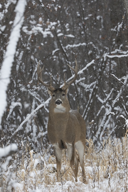 whitetaildeer-6340.jpg :: Large whitetail deer buck in snowy forest in winter