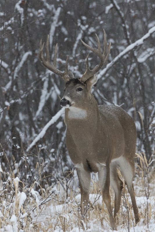 whitetaildeer-6356.jpg :: Large whitetail deer buck in snowy forest in winter