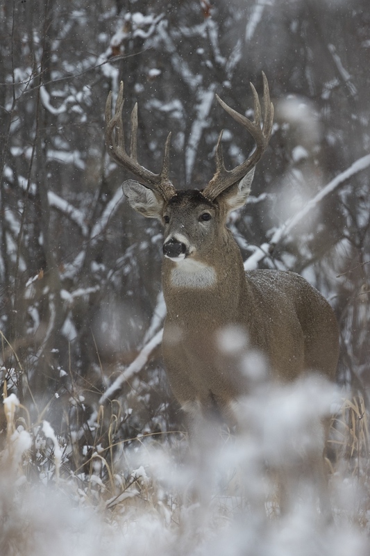 whitetaildeer-6364.jpg :: Large whitetail deer buck in snowy forest in winter
