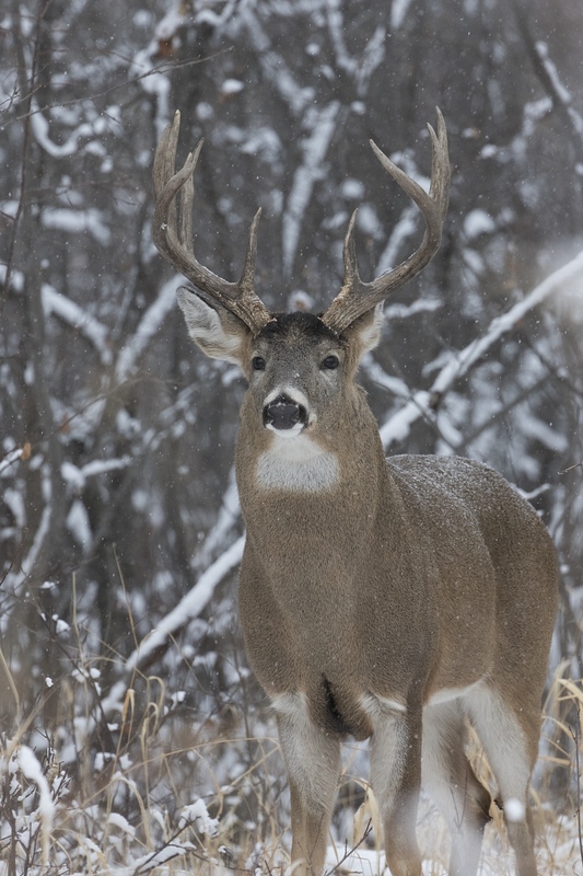 whitetaildeer-6397.jpg :: Large whitetail deer buck in snowy forest in winter